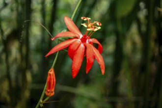 Flower of a red passion flower (Passiflora vitifolia) in the tropical rainforest, Corcovado