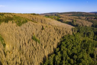 Sauerland, forest dieback, dead spruce trees, caused by the bark beetle, high temperatures, lack of