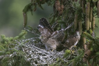 Common kestrel (Falco tinnunculus) at the nest with young birds, Daun, Eifel, Rhineland-Palatinate,