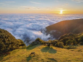 Aerial view of sunrise above clouds and green hills with cow grazing at Fanal mountain, Madeira