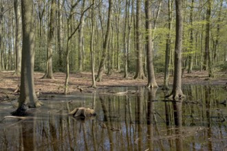 Spring forest with green foliage and a floodplain with tree stumps, Ahaus, Münsterland, North