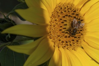 Sunflower with bee, collecting pollen, Germany, Europe