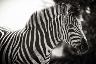 Plains zebra (Equus quagga), wild, free living, safari, ungulate, animal, black and white, b/w,