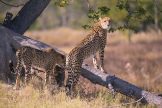 Africa, Botswana, cheetah, Acinonyx jubatus, Botswana, Botswana, Africa