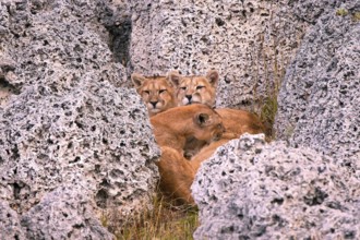 Cougar (Felis concolor patagonica) wbl. Torres del Paine NP, Chile, adult young Cougar, Torres del