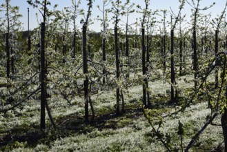 Hamburg, Altes Land, Obstplantage, Frostschutz