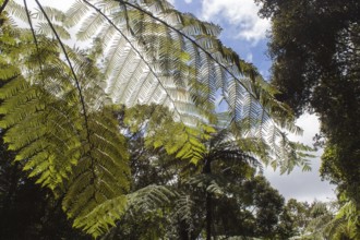 Giant green fern leaves in the jungle