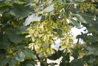 Sycamore seeds and leaves in close up hanging from a tree, acer pseudoplatanus, Suffolk, England,