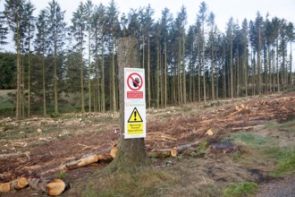 Tree felling forestry operations in Dartmoor national park, Bellever forest, Postbridge, Devon,