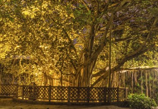 Decorative night lighting on a large tree in botany garden