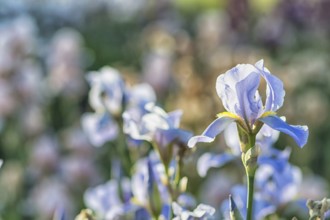 Colorful yellow and blue irises in a botanical garden