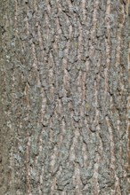 Brown bark texture of pine tree