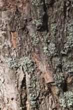 Texture of pine tree bark with lichens