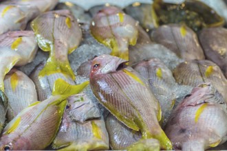 Fresh red snappers on ice on the market