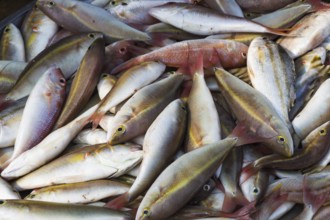 Various types of freshly caught fish on the market