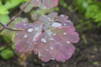 Water droplets on the leaves in the garden