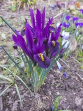 Iris blooming in the botanical garden in spring