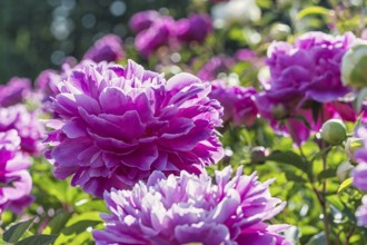 Pink peony flower in a botanical garden