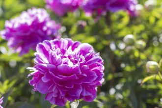 Pink peony flower in a botanical garden