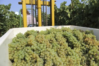 Grape grape harvest: Manual harvest of Chardonnay grapes in a vineyard in the Palatinate