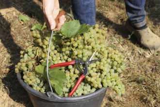 Grape grape harvest: Hand-picking of Chardonnay grapes in Meckenheim, Palatinate