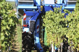 Grape grape harvest with full harvester in the district of Bad Dürkheim, Rhineland-Palatinate