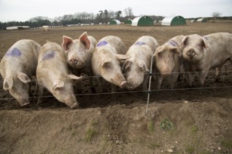 Free range pig farming pork production Shottisham, Suffolk, England, UK