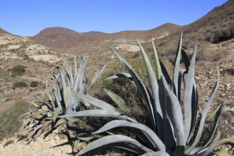 (Agave americana) cactus plant planted in Cabo de Gata natural park, Almeria, Spain, Europe