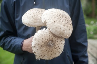 Mid section shot close-up of male holding parasol mushrooms (Macrolepiota procera), in his hands