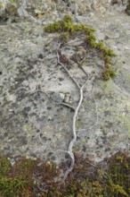 Tree shape made of roots and moss on grey rock, Swiss Alps