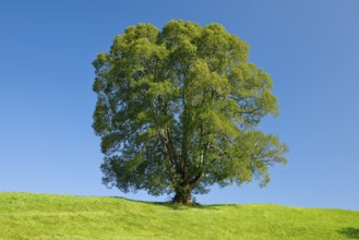 Large lime tree in Oberägeri, Canton Zug, Switzerland, Europe