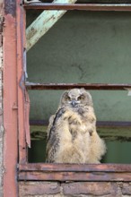 Eurasian eagle-owl (Bubo bubo), fledged young bird, in an old window frame, industrial building,