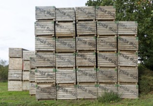 Wooden crates used for potatoes makred with farmer's name, Sutton, Suffolk, England, UK