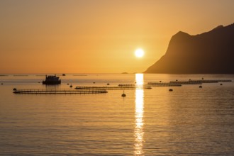 Salmon farm in fjord Mefjord, sunset over sea and mountain range, salmon, Senja, Troms, Norway,