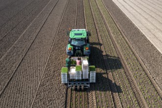 Agriculture, herb gardening, parsley is planted in rows in a field with a planting machine