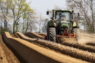 A farmer builds asparagus ridges on a field with the help of an asparagus tiller, in which the