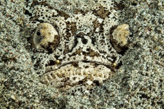 Skygazer (Uranoscopus scaber) lies buried half-buried in sand on the seabed lurking for prey,