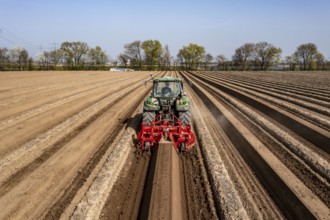 A farmer builds asparagus ridges on a field with the help of an asparagus tiller, in which the