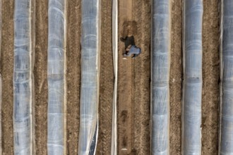 Asparagus harvest in the Rhineland, asparagus pickers at work in an asparagus field covered with