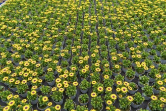 Horticultural business, greenhouse, flower pots with Kapmargerites, Osteospermum, grow up,