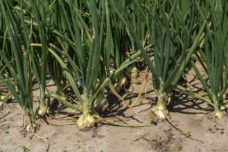 Agriculture, field with onions, Niederkrüchten, North Rhine-Westphalia, Germany, Europe