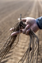 Asparagus farm, asparagus plant, is planted in a field, after a good year the first asparagus grows