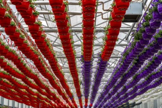 Horticultural business, flower pots, so-called petunia ampel, grow in a greenhouse, under the glass