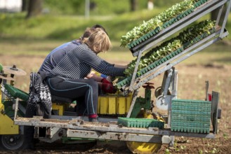 Cabbage, Kappes, is planted in a field, labourers put the young plants, with a bale of substrate,