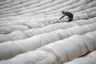 Asparagus harvest in the Rhineland, asparagus pickers at work in an asparagus field covered with