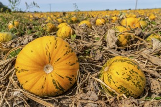 Field with Styrian oil pumpkins, partly dried up due to the drought in summer 2020, on the Lower