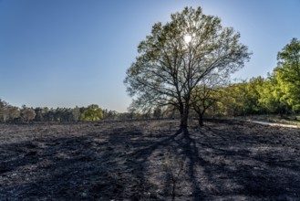 Consequences of a forest fire in the German-Dutch border region near Niederkrüchten-Elmpt, in the