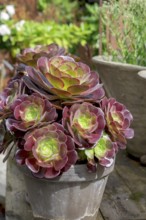 Aeonium arboreum Purple Rose, North Rhine-Westphalia, Germany, Europe