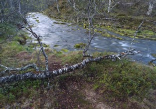 Hill stream, among Hairy Birch (Betula pubescens) woodland, May, Finnish Lapland