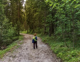 Hiker on a forest path, Bavaria, Germany, Europe